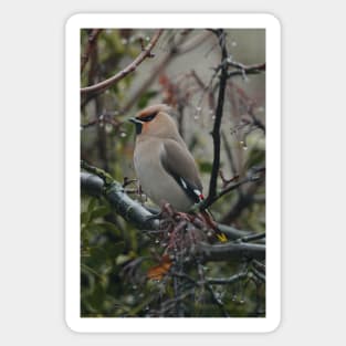 Waxwing case Sticker